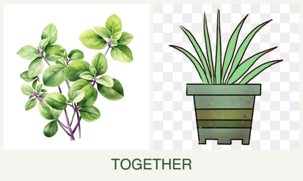 Can you plant oregano and lemongrass together?
