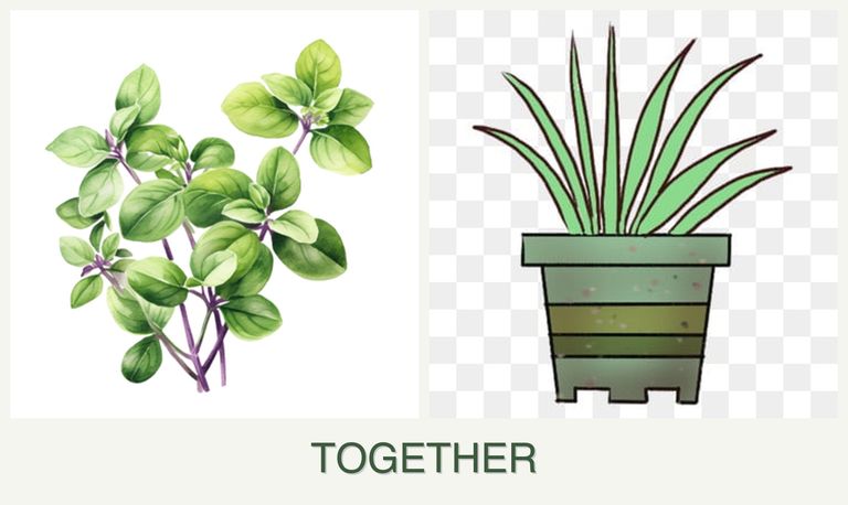 Can you plant oregano and lemongrass together?