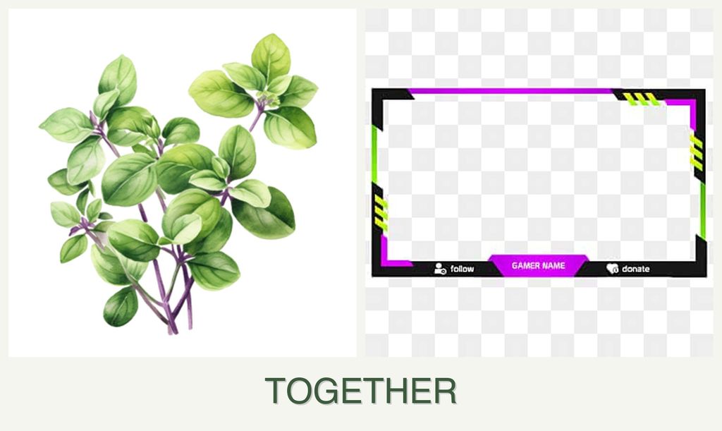 Can you plant oregano and limes together?