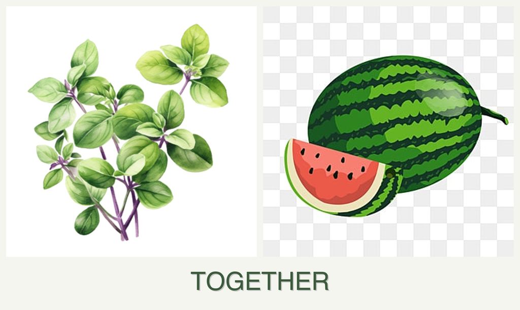 Can you plant oregano and melons together?