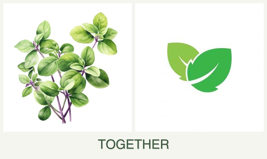 Can you plant oregano and mint together?