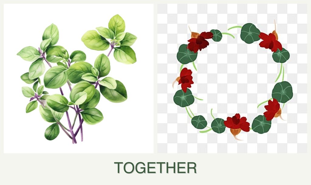 Can you plant oregano and nasturtiums together?