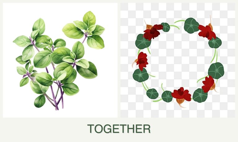 Can you plant oregano and nasturtiums together?