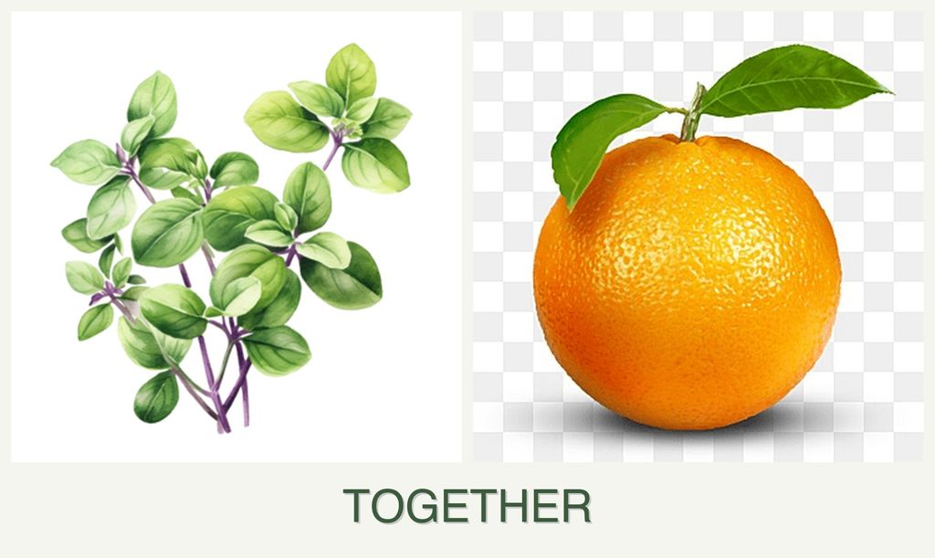 Can you plant oregano and oranges together?