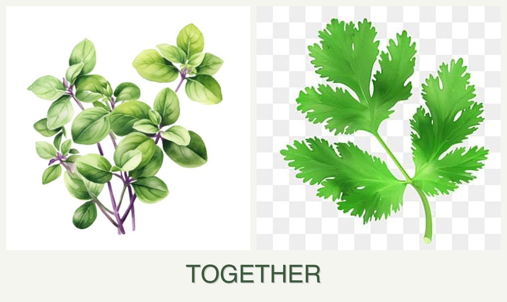 Can you plant oregano and parsley together?