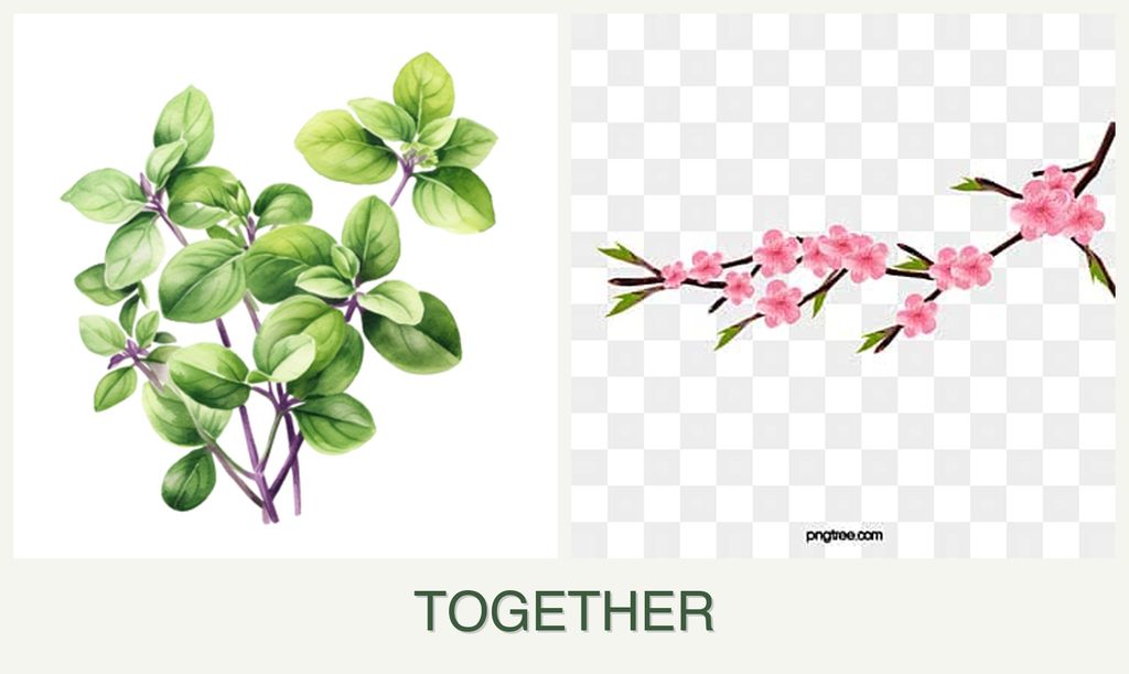 Can you plant oregano and peaches together?