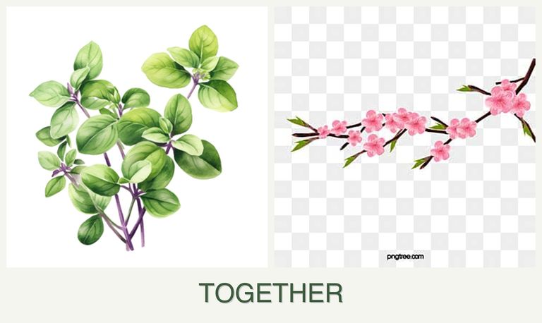 Can you plant oregano and peaches together?