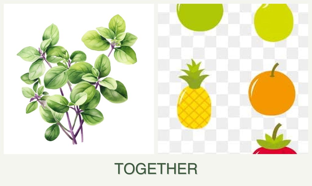 Can you plant oregano and pears together?