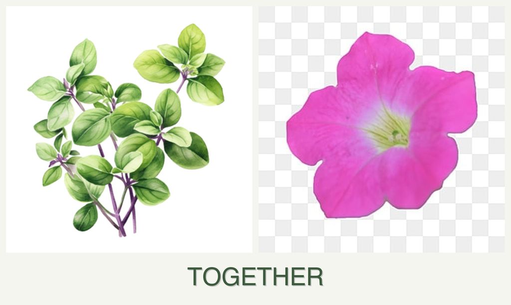 Can you plant oregano and petunias together?