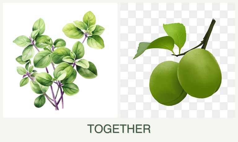 Can you plant oregano and plums together?