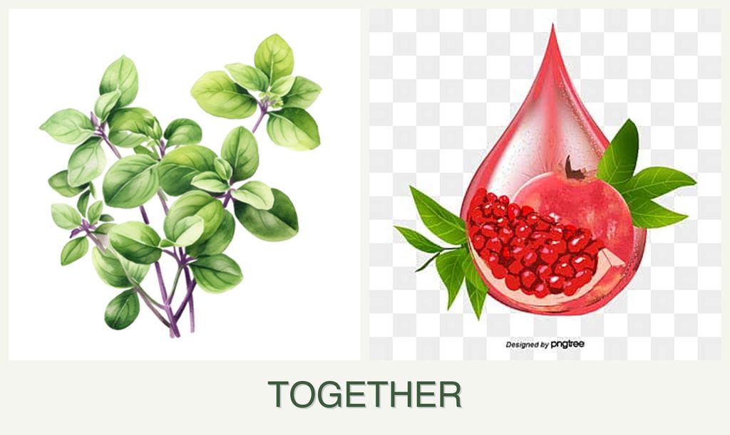 Can you plant oregano and pomegranates together?