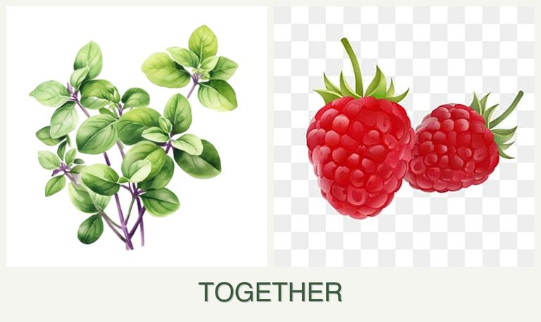 Can you plant oregano and raspberries together?