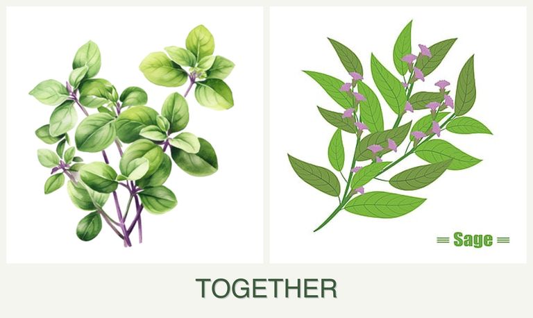 Can you plant oregano and sage together?