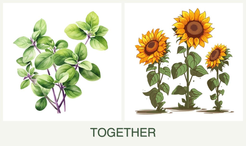 Can you plant oregano and sunflowers together?