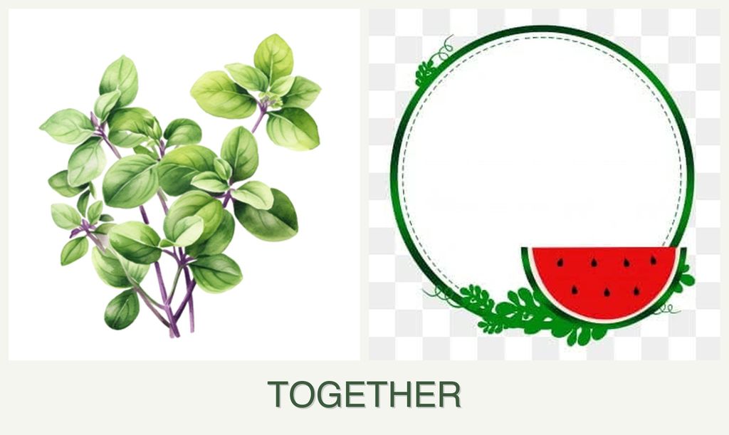 Can you plant oregano and watermelons together?