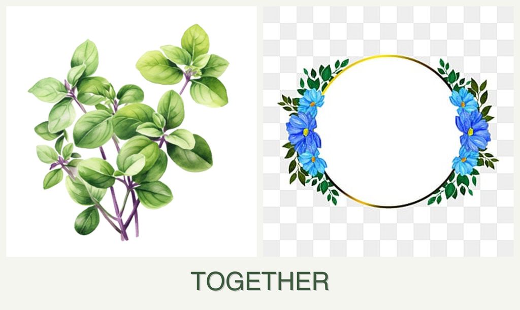 Can you plant oregano and zinnias together?