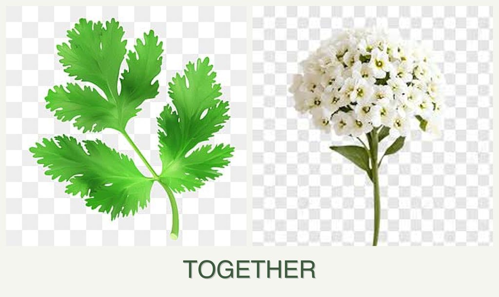 Can you plant parsley and alyssum together?
