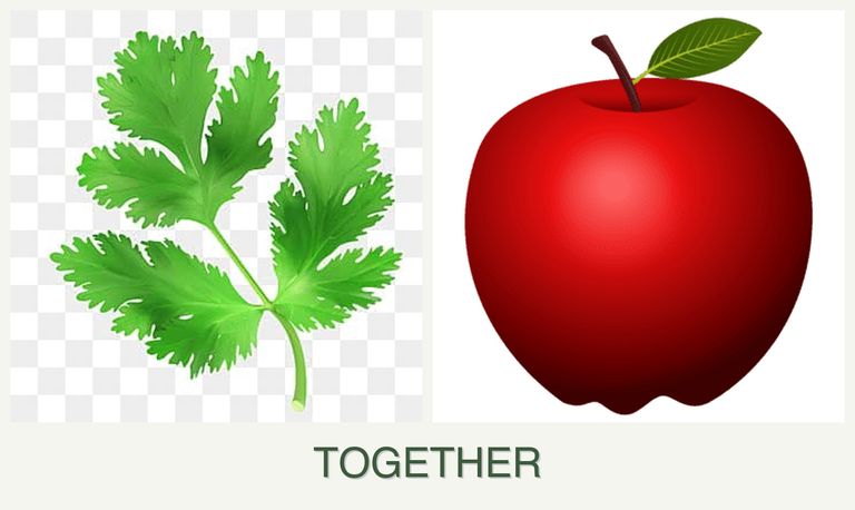 Can you plant parsley and apples together?