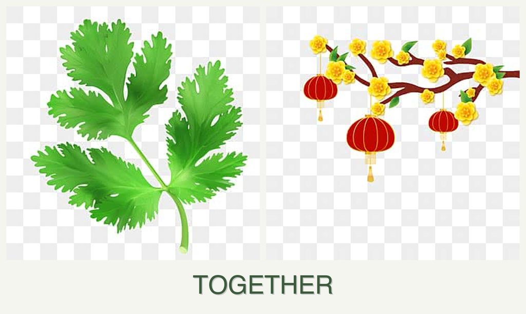 Can you plant parsley and apricots together?