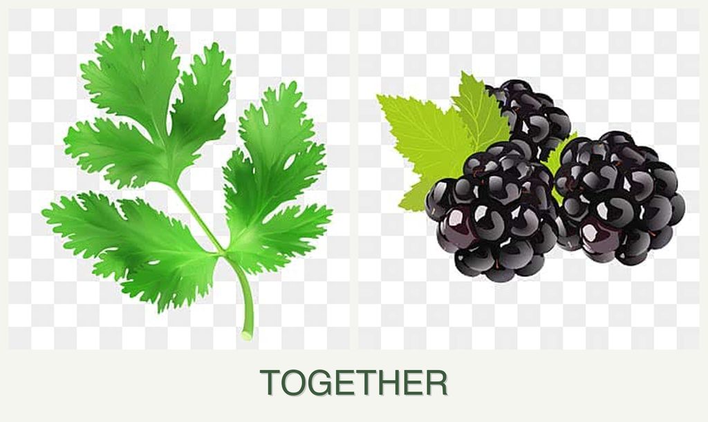 Can you plant parsley and blackberries together?