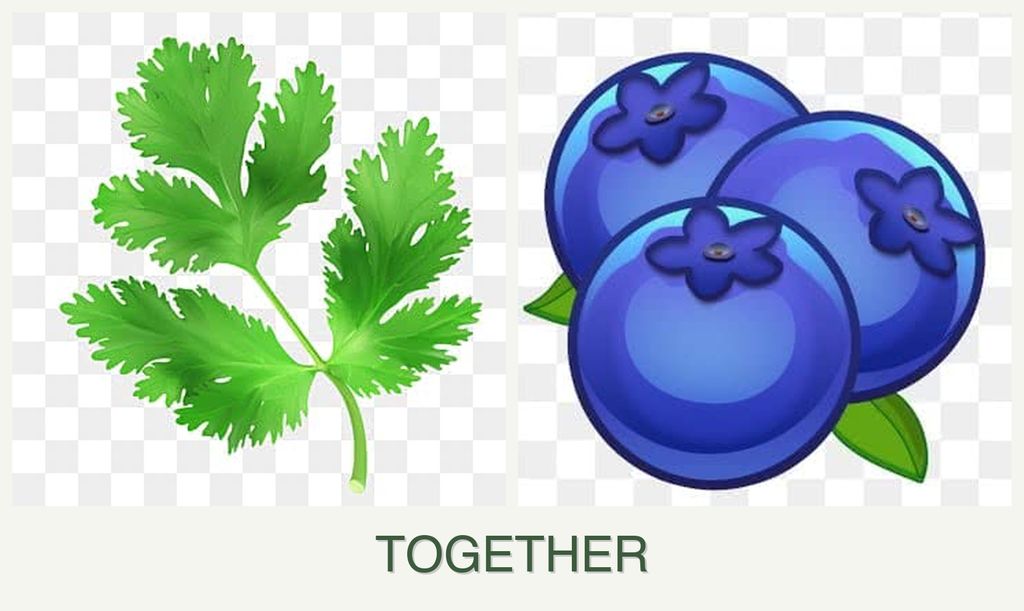 Can you plant parsley and blueberries together?