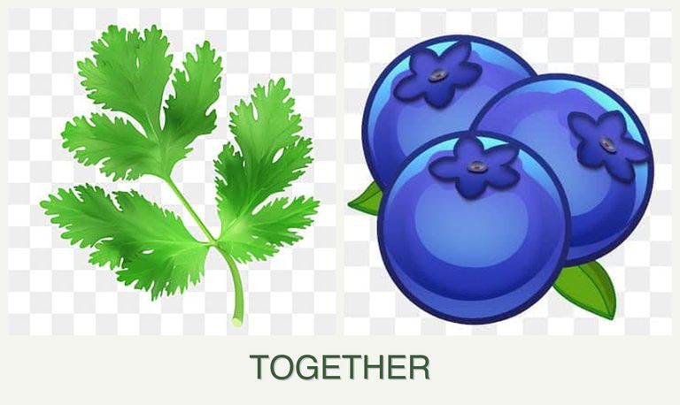 Can you plant parsley and blueberries together?