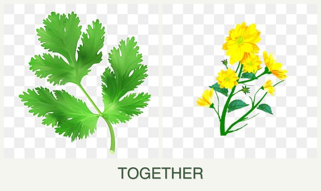 Can you plant parsley and calendula together?
