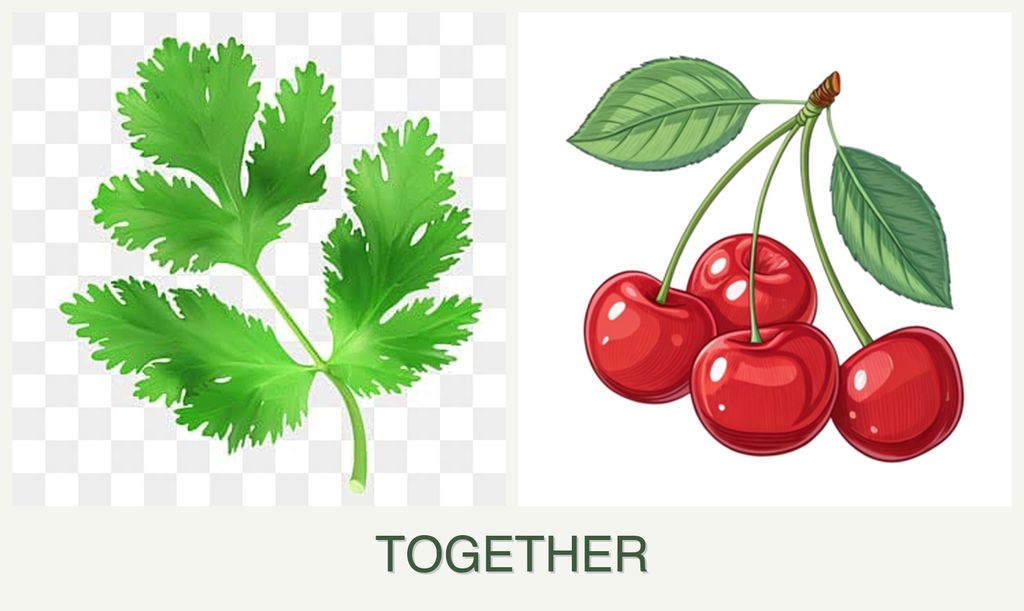 Can you plant parsley and cherries together?