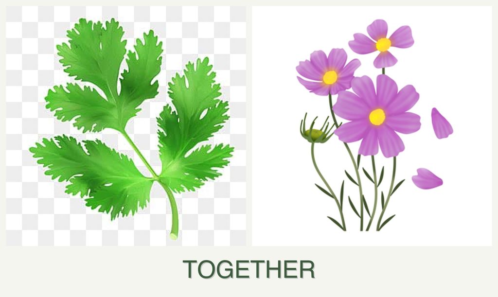 Can you plant parsley and cosmos together?