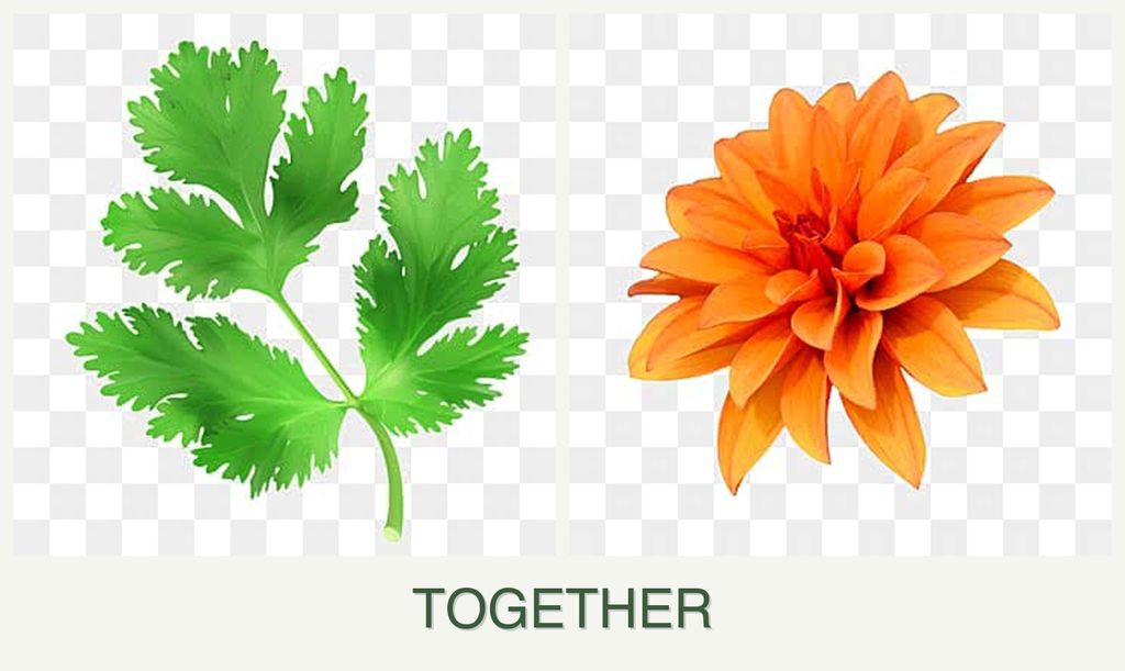 Can you plant parsley and dahlias together?