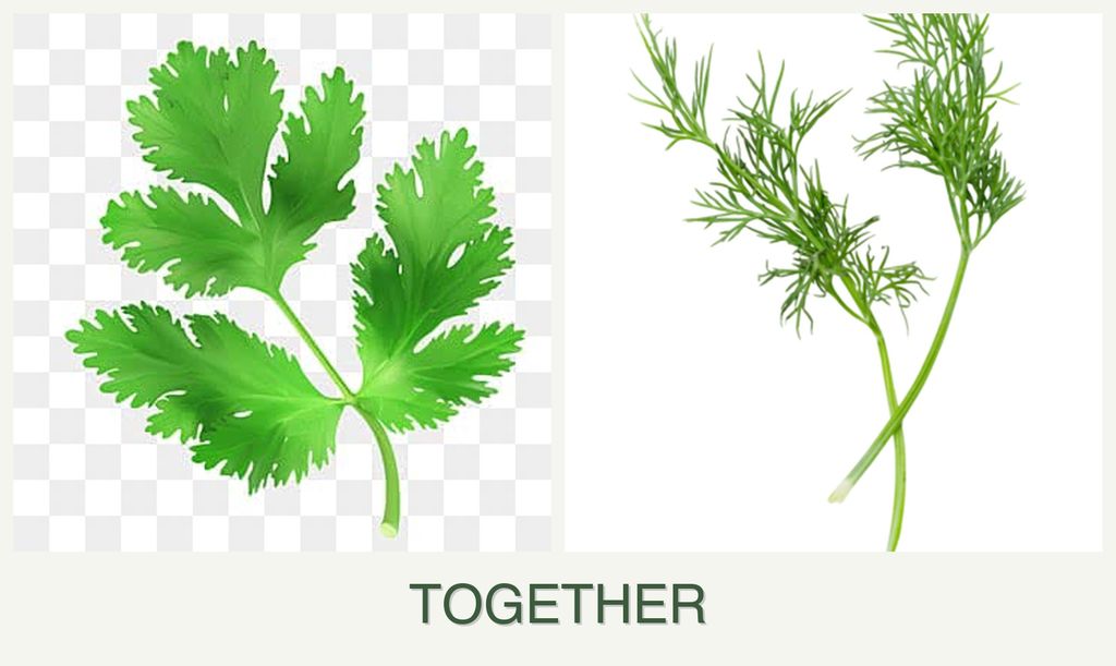 Can you plant parsley and dill together?