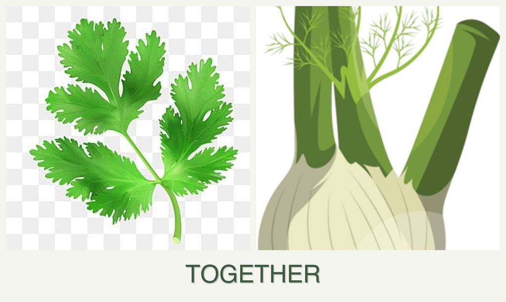Can you plant parsley and fennel together?