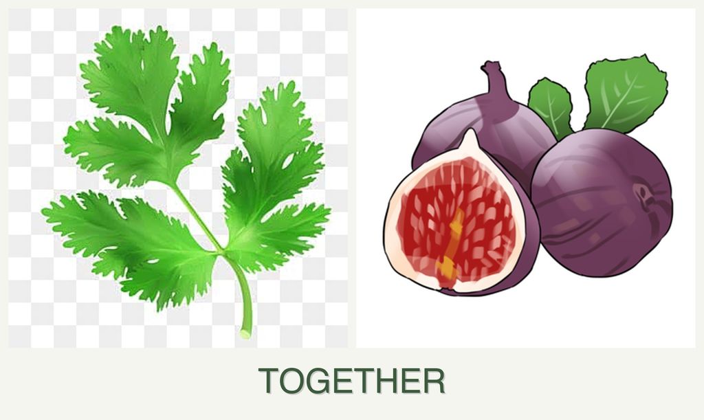 Can you plant parsley and figs together?