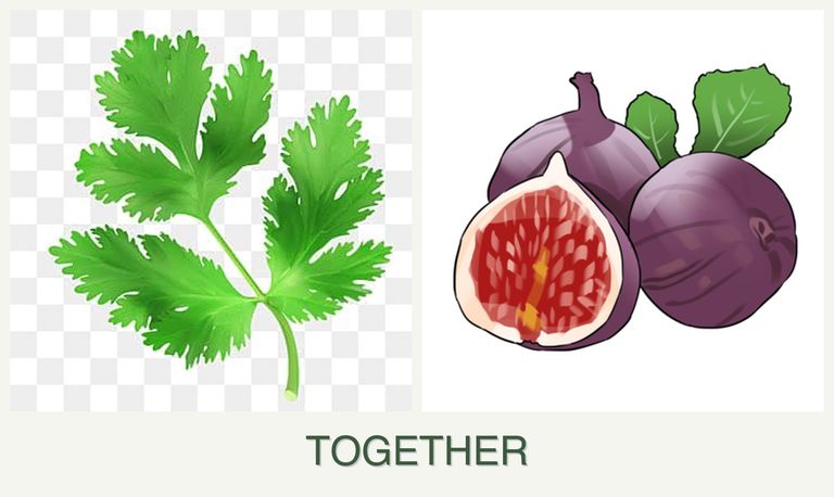 Can you plant parsley and figs together?