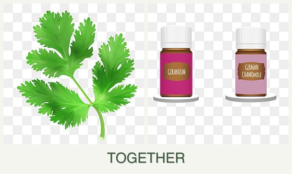 Can you plant parsley and geraniums together?