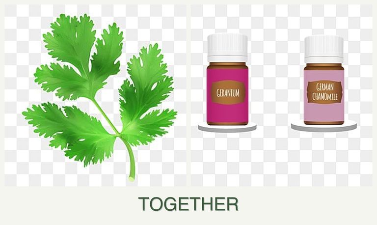Can you plant parsley and geraniums together?