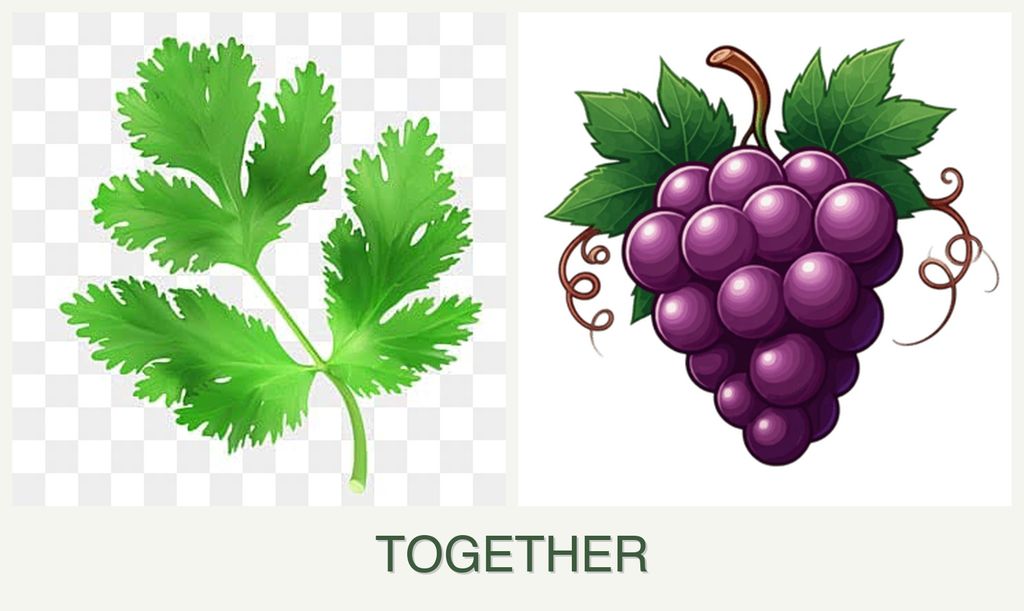 Can you plant parsley and grapes together?