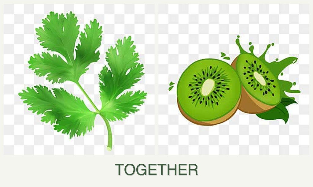 Can you plant parsley and kiwi together?