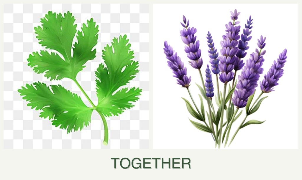 Can you plant parsley and lavender together?