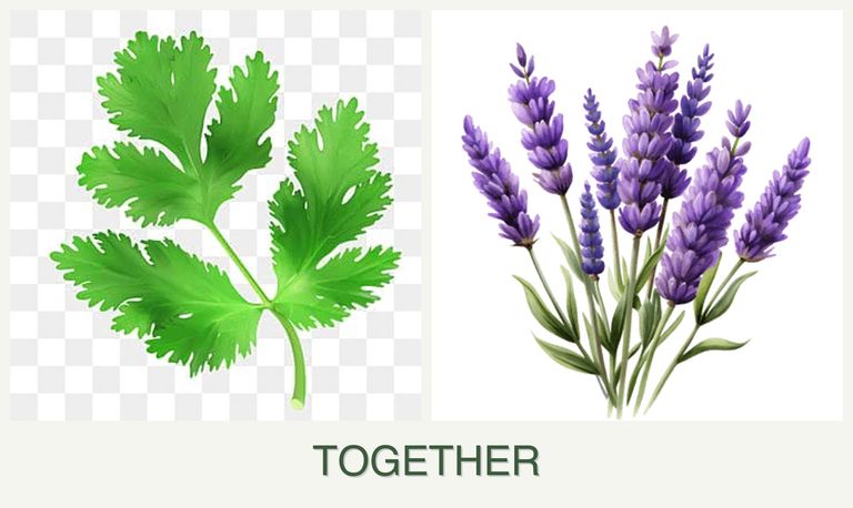 Can you plant parsley and lavender together?
