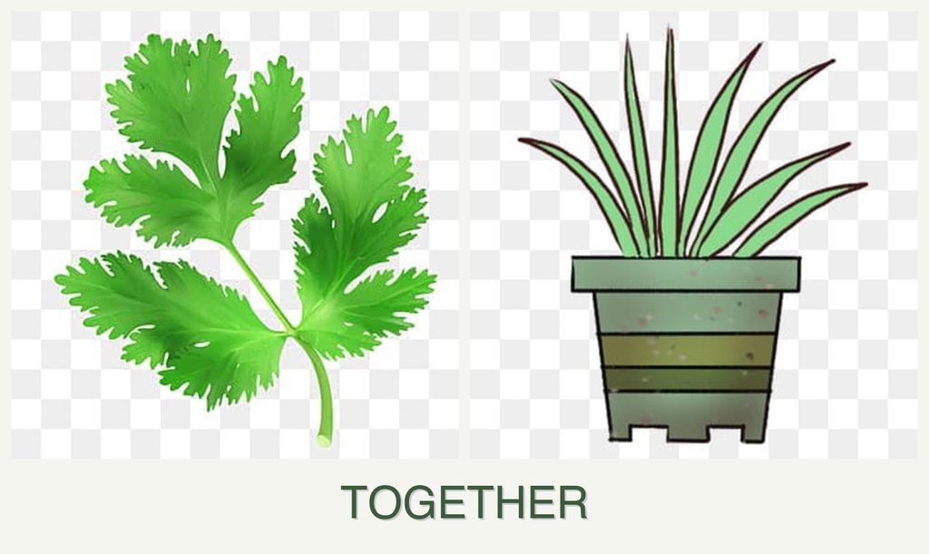 Can you plant parsley and lemongrass together?