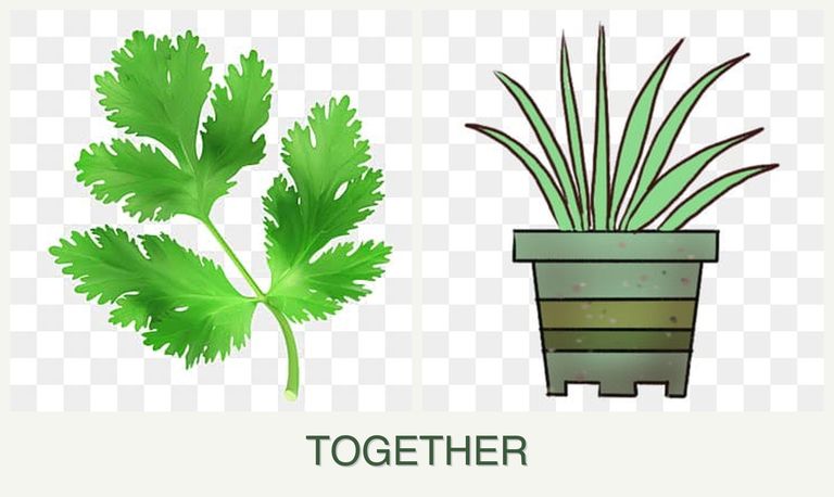 Can you plant parsley and lemongrass together?