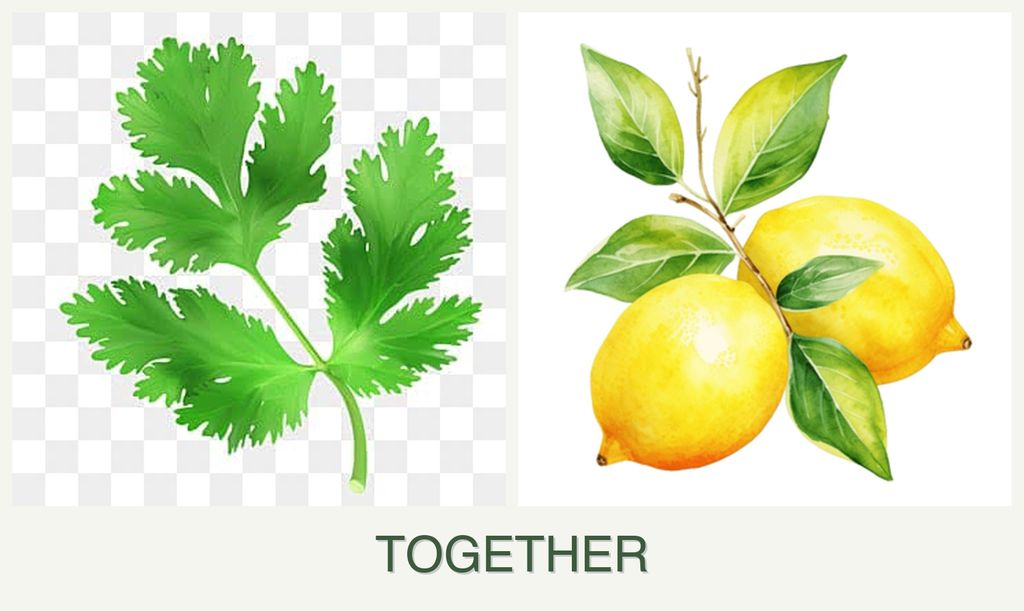 Can you plant parsley and lemons together?