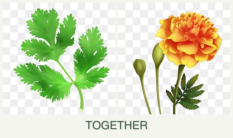Can you plant parsley and marigolds together?