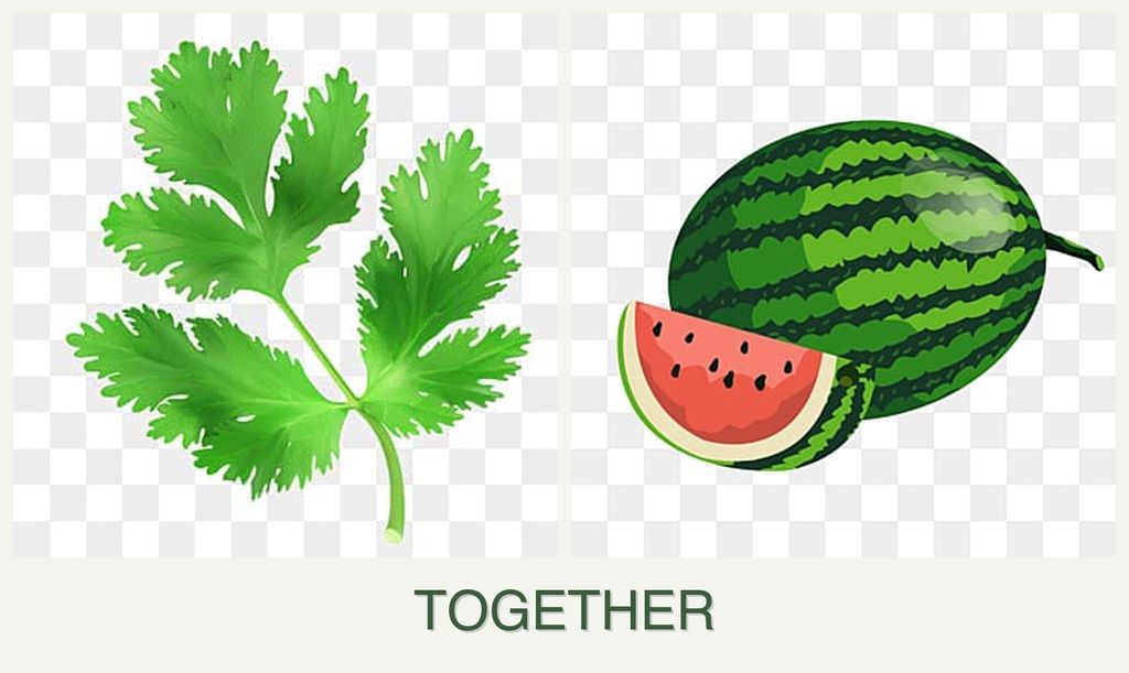 Can you plant parsley and melons together?