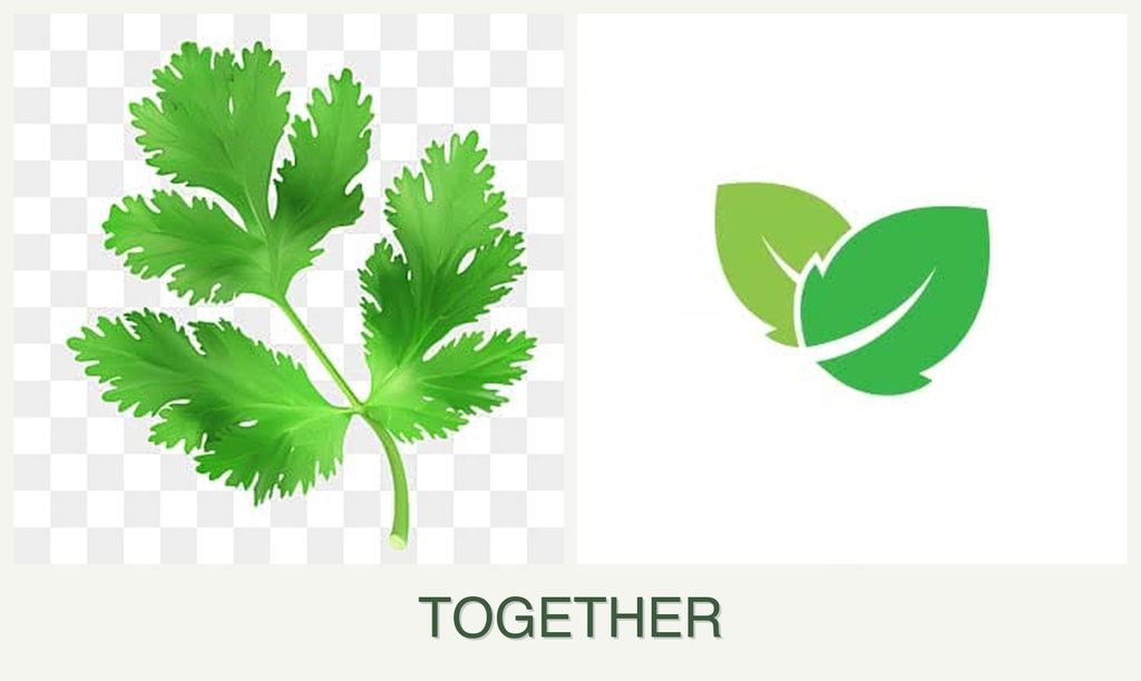Can you plant parsley and mint together?