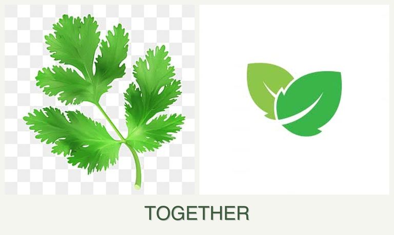Can you plant parsley and mint together?