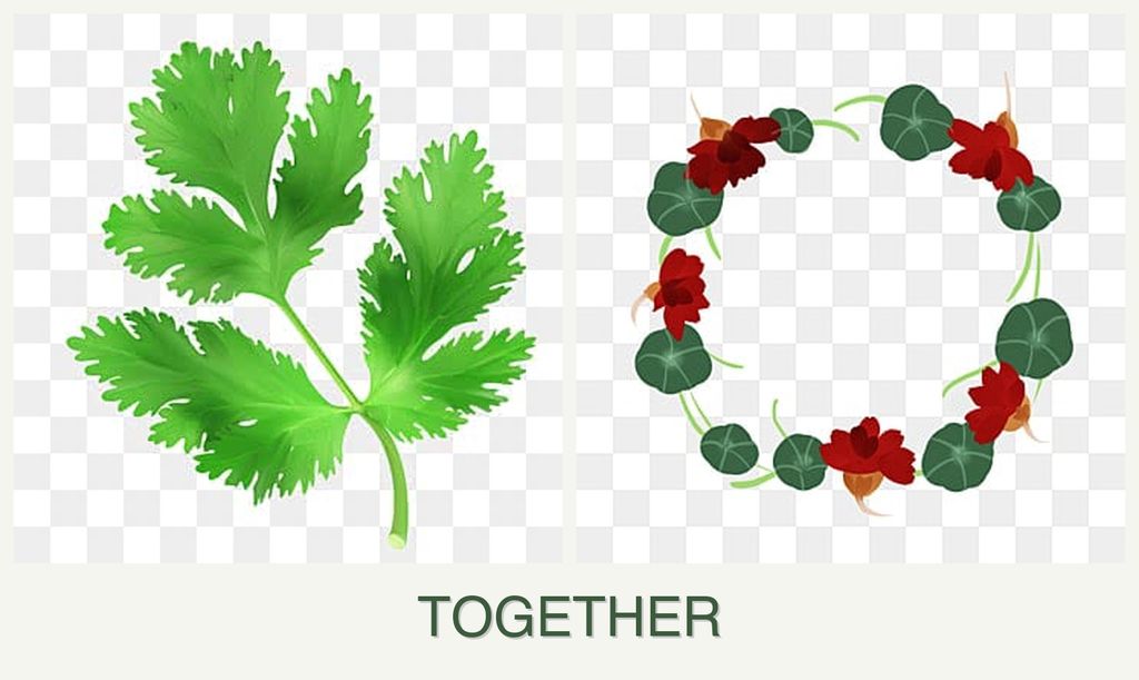 Can you plant parsley and nasturtiums together?