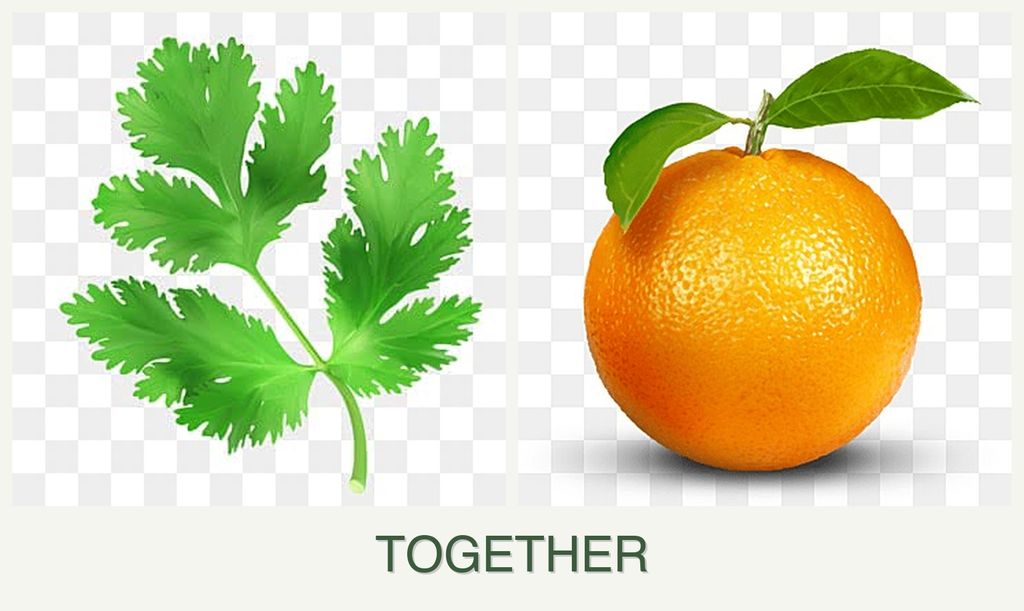 Can you plant parsley and oranges together?