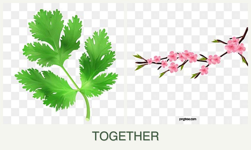 Can you plant parsley and peaches together?